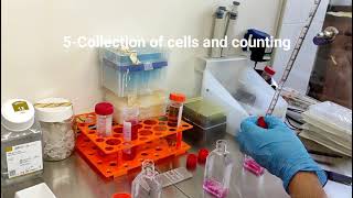 MTT Part I Seeding cells for MTT assay [upl. by Guise773]