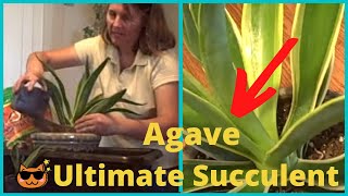 How to Grow Agave Desmettiana Variegata Succulent Plant [upl. by Anneirb]