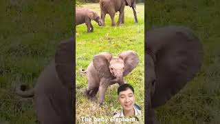 Hyperactive baby elephant animals fun elephant [upl. by Tony]