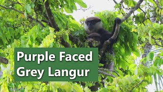 Endangered Primates of Sri Lanka  The Purple Faced Langur Leaf Monkey [upl. by Grounds]