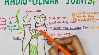 Radio Ulnar Joints  Anatomy  Upper limb [upl. by Rutter]