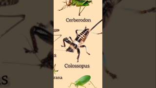 Types of Katydids Part 5 insects shorts [upl. by Haeel]