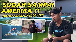 Luar Biasa ‼ Sampai Amerika dan Sold 1200 USD Kisah Sukses Seller Muda Goldfish Indonesia [upl. by Janel]