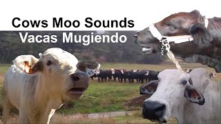 🐄 🐮 Cow Sound Effect 🔊  Lowing Mooing Moo 🗣️  Sonido  Mugido de Vaca Vacas Mugiendo Muu 🎤 [upl. by Airemat]