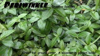 ⟹ PERIWINKLE  Vinca Minor  Makes a great ground cover but can be a disaster heres why [upl. by Urba421]