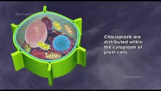 About chloroplast  structure and function  3D animated [upl. by Rekoob]