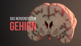 Nervensystem Teil 2  Aufbau und Funktionsweise des Gehirns Animation [upl. by Araic]