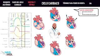 Fisiología — Ciclo Cardiaco Llenado Eyección Contracción [upl. by Nivrek]