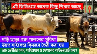 গলায় দড়ি ছাড়া খোলা ব্লকে গরু পালন করলে যে যে সুবিধা পাওয়া যায়  dutch dairy  Bayezid Moral [upl. by Islehc]