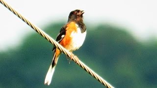 Drink Drink Your Tea Bird  Eastern Towhee Song [upl. by Nnairrek]