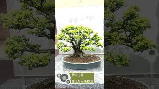 A Yaupon holly bonsai [upl. by Adin]