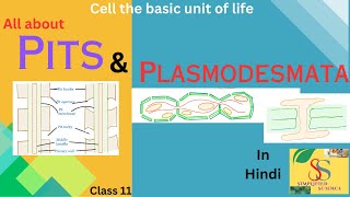 Pits and Plasmodesmata  In detail easily explainedclass 1112 [upl. by Enayr934]