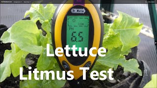 Lettuce Litmus test It might just work [upl. by Nayra587]