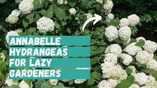 Annabelle Hydrangea for Lazy Gardeners  Annabelle Hydrangea Care  Planting Annabelle Hydrangea [upl. by Odilia]