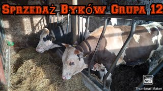 Sprzedaż Byków Grupa 12 Hf Simental Mieszańce [upl. by Dnalyk]