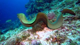 Swimming with eels best giant moray ever [upl. by Britt]