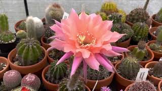 Easter Lily Cactus Hybrid Echinopsis ‘Djinni’ [upl. by Astrix647]