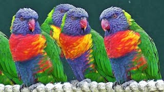 Lorikeets  Exotic Birds [upl. by Notsnhoj623]