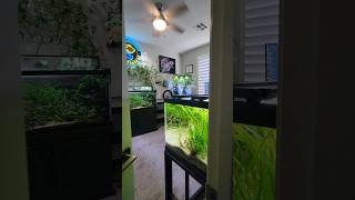 OfFish tour 😊 positivevibes aquascape freshwater plantedtank office [upl. by Stormie367]