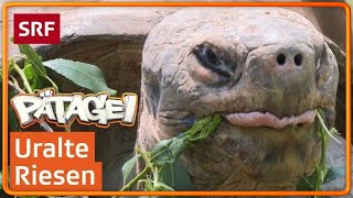 GalapagosRiesenschildkröten überleben ein Jahr ohne Nahrung  Pätagei  SRF Kids – Kindervideos [upl. by Anivol]