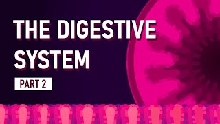 How We Absorb Nutrients  The Digestive System [upl. by Cordi]