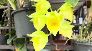 Blooming Yellow Catasetum Orchids malaysia catasetum orchids bulohkasap segamat johor [upl. by Spanjian]