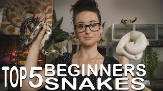 TOP 5 BEGINNERS SNAKE I recommend´ [upl. by Tneicniv]