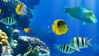 2 Hours of Beautiful Coral Reef Fish Relaxing Ocean Fish amp Stunning Aquarium Relax Music [upl. by Reo394]