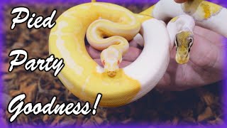 Incredible Piebald Ball Pythons [upl. by Evyn]