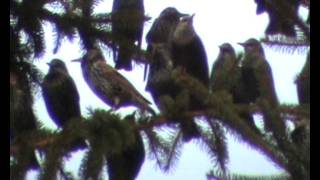 Tausend Stare im Garten  riesiger Vogelschwarm inszeniert tolles Spektakel [upl. by Pavior]