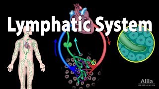 The Lymphatic System Overview Animation [upl. by Emmery]