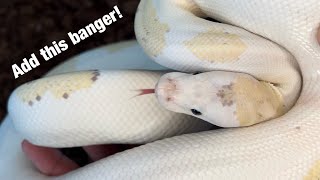 Available Ball Pythons Juveniles to Adults [upl. by Sherl]