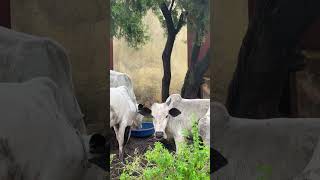 Cows outside during Ramadan 2024 in Lagos Nigeria [upl. by Viki]