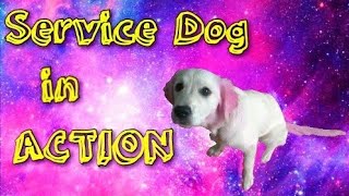 Psychiatric Service Dog in Action [upl. by Klute]