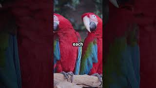 Macaw Marvels Unbelievable Facts [upl. by Ariana54]