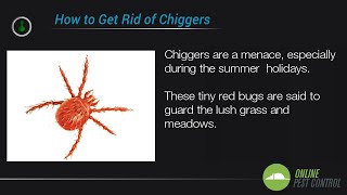 5 Ways to Control the Chigger Population [upl. by Valda]