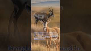 5 Interesting Facts About Pronghorns [upl. by Sello]