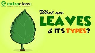 What are leaves and its types  Biology  Extraclasscom [upl. by Reginauld]