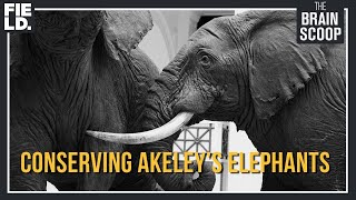 The Sistine Chapel of Taxidermy  Conserving Akeleys Elephants [upl. by Odnomyar]