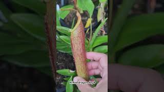 pitcherplants nepenthes carnivorousplants carnivorous pitcherplant exoticplants plants [upl. by Herriott217]