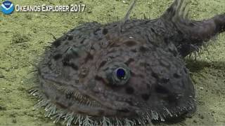 GooseFish [upl. by Ramon]