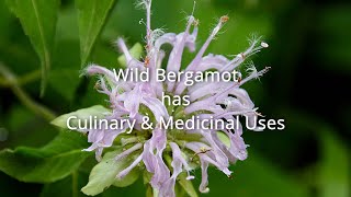 Wild Bergamot  Medicinal amp Culinary Uses [upl. by Kata493]