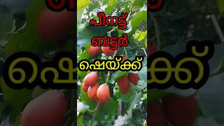 പീനട്ട് ബട്ടർ ഷെയ്ക്ക് സൂപ്പറാpeanutbutter fruitfruit streetfood recipe [upl. by Nneb]