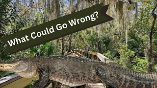 Would You Kayak With Alligators  The Real Florida [upl. by Singleton570]