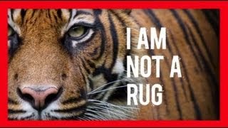 Stop Wildlife Crime The Series  Tigers Video 3  WWF [upl. by Leipzig944]