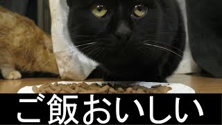 【可愛い】野良黒猫、ご飯うまうま…沢山たべていきなよ… [upl. by Ailahs]