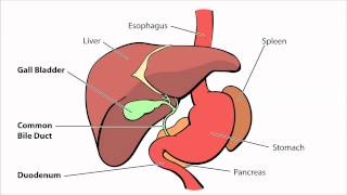 Biliary Atresia  What is Biliary Atresia [upl. by Oicam]