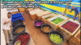 ഗപ്പികളെ വിറ്റ് മാസം 25 K ഉണ്ടാക്കുന്ന Guppy Hugz ഫാം  Guppy Hugz Ernakulam [upl. by Htederem]