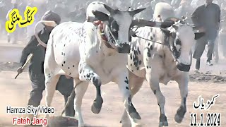 Bull Race IN Pakistan  1112024  Hamza sky video HamzaSkyVideos [upl. by Shum]