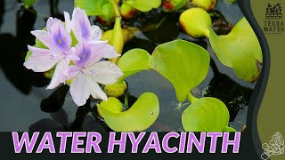 WATER HYACINTH Information Description amp More Eichhornia crassipes [upl. by Honora698]